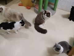 -猫在这儿猫咪咖啡馆·撸猫馆