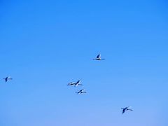 -盐城丹顶鹤湿地生态旅游区