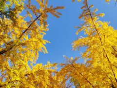 -三里屯东五街银杏大道