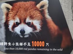 -成都大熊猫繁育研究基地