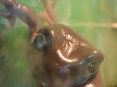 -上海大自然野生昆虫馆