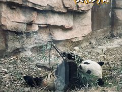 -安吉竹博园