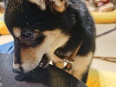 -逗柴咖啡屋·狗咖猫咖宠物桌游