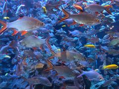 -成都浩海立方海洋公园