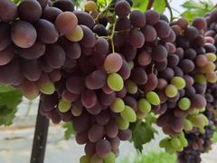 -金谷域澳洲庄园