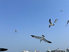 -蓬莱仙岛