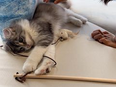 -瞄一喵猫咖(格力海岸店)