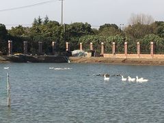 -明珠湖天鹅苑·农家菜馆