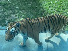 -北京野生动物园