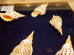 -青岛贝壳博物馆