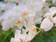 -亚龙湾热带天堂森林公园