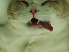 -艾吉宠物医院·疑难杂症转诊中心·猫友好(碧江路院)