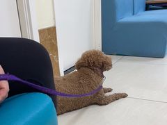 -美联众合动物医院·24h京西诊疗中心
