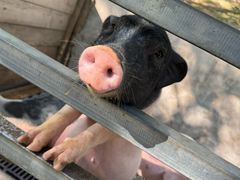 -北京鹿世界主题园