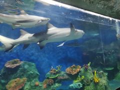 -泉州海丝野生动物世界