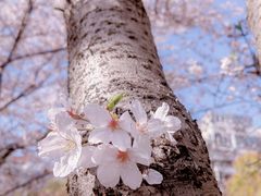 -高东镇樱花园