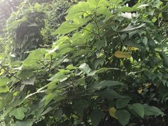 -火炉山森林公园