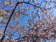 -桃花堤公园