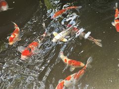 -丽泽山庄·生态怀柔菜·虹鳟鱼(红螺寺店)