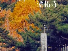 -潭柘寺景区