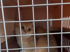 -伟伟宠物医院·瑞派猫友好医院·猫科(光谷店)