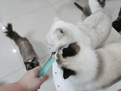 -鼓捣猫呢主题猫咖店