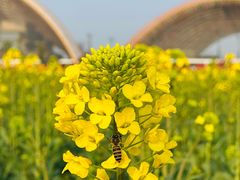 -中国天府农业博览园