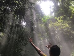 -西双版纳原始森林公园