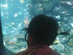 -新加坡海洋生态馆