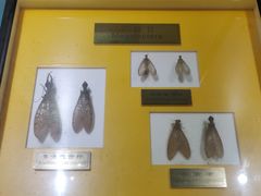 -上海昆虫博物馆