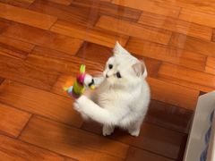 -创凡宠物医院·骨专科  猫科中心(西乡分院)