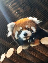 -Zoolung Zoolung动物主题公园(海信广场店)