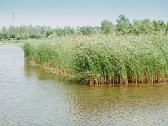 -溱湖国家湿地公园