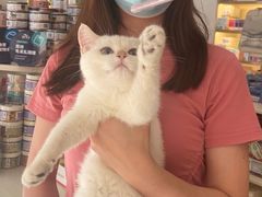 -钦宠·猫咪售卖·洗护·寄养(东圃旗舰店)
