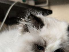 -艾贝尔宠物医院·24H转诊中心·肿瘤猫专科(江宁双龙店)