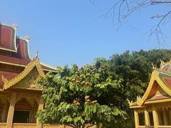 -西双版纳原始森林公园