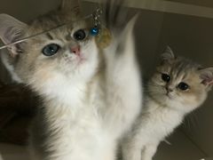 -东方名猫馆·英短金渐层布偶猫舍(环线广场1号楼店)