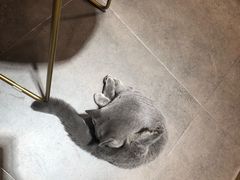 -飞行喵MR PILOT|猫舍·猫咖(静安大融城店)