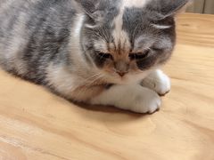 -藦茜花园宠物主题亲子互动体验馆(国顺东路店)