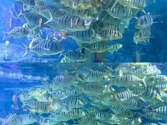 -烟台海昌鲸鲨海洋公园