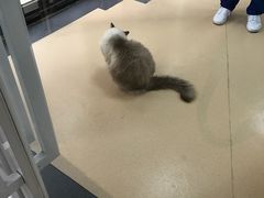 -伟伟宠物医院·瑞派猫友好医院·猫科(光谷店)