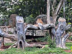 -海南热带野生动植物园