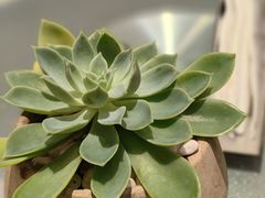 -佘山世茂艾美·御珍轩中餐厅