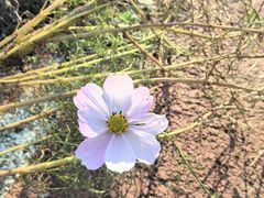 -西京湾花海