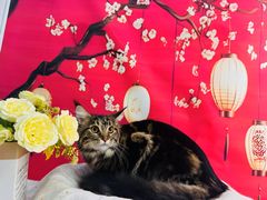 -爱洗澡的猫(望京店)