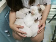 -莘程宠物医院(金山店)