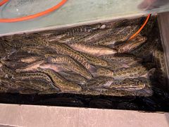 -百岁鱼(七一路店)