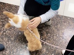 -申普宠物医院·心脏介入·心血管微创(总院)