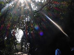 -天目山大树王景区