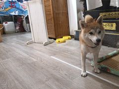 -柴迷FANS CLUB·柴犬狗咖·猫咖